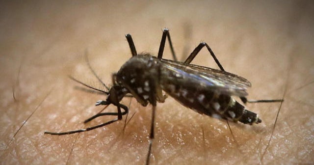 Florida Zika case my be first from mosquito inside U.S.