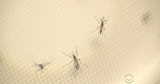 Locally transmitted Zika cases up to 17 in Florida