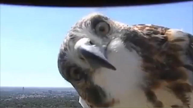Hawk checks out weather-cam - CBS News