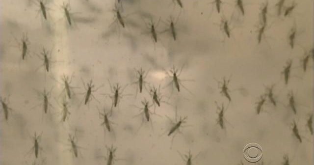 Florida neighborhood now ground zero for Zika in U.S.