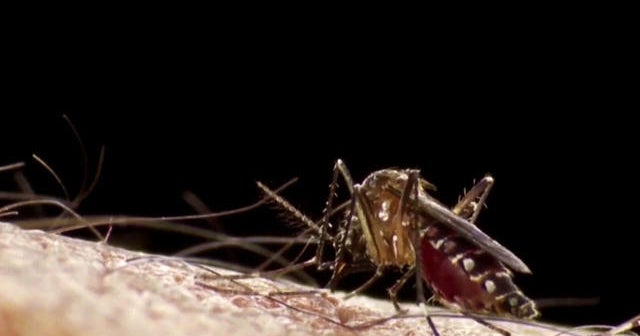 Zika mosquitoes found in Florida