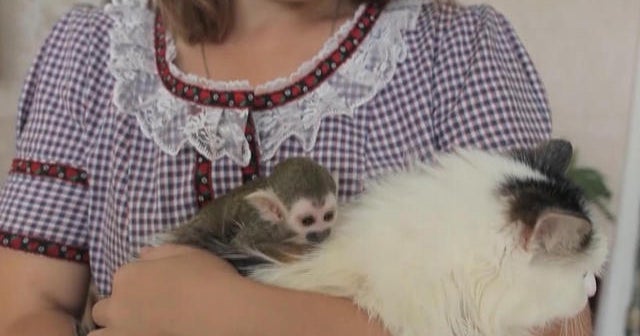 Cat adopts 3-week-old monkey