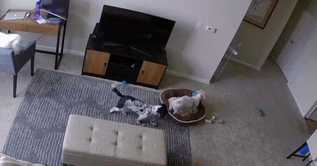 The secret life of dogs