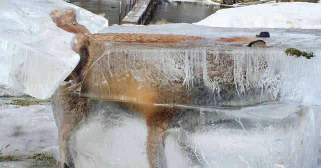 Man finds fox frozen in river