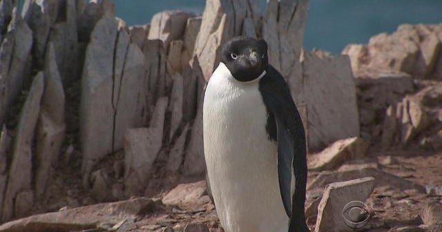 Penguin population plummeting in changing Antarctic climate