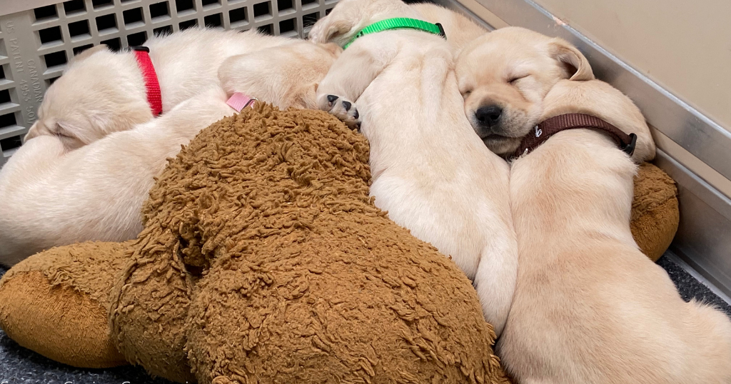 Watch The New PTL Pup Canine Companions Launches Puppy Cam CBS 