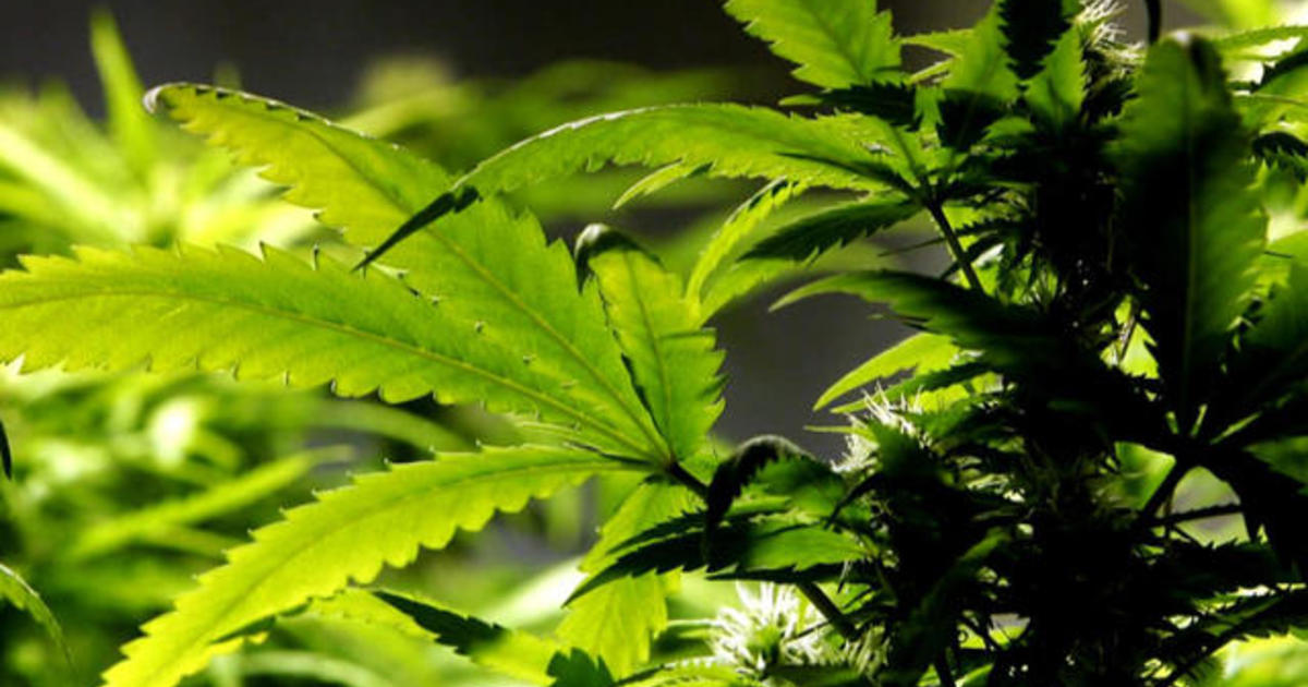 Illegal marijuana farms prompt Oregon county to declare state of emergency