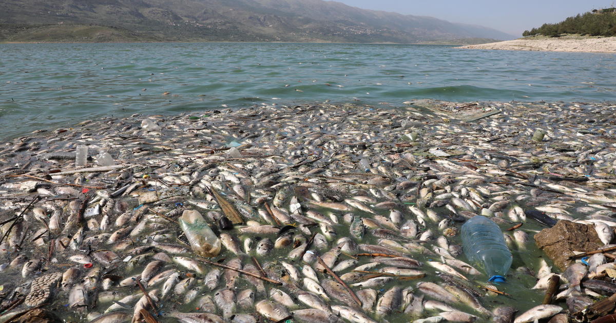 Tons of dead fish wash up on banks of Lebanon's highly polluted Lake Qaraoun