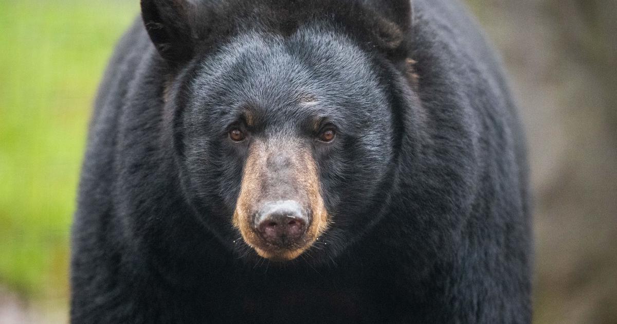 Colorado woman killed in apparent bear attack