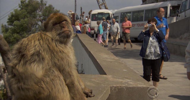 Wild monkeys in Gibraltar