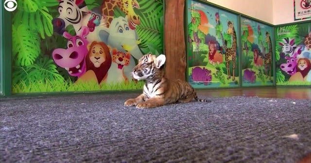 Tiger cub makes debut in China