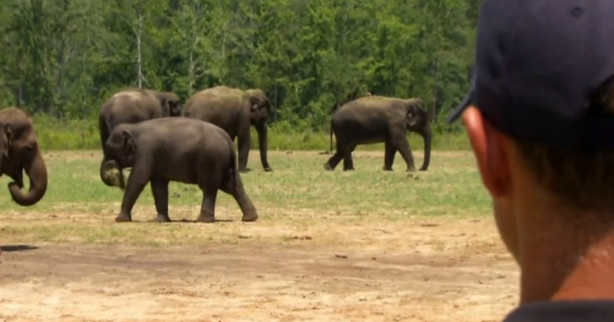 A herd of former Ringling Bros. circus elephants retired to Florida. This is their beautiful new home. - Vimarsana News