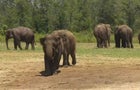 cbsn-fusion-former-circus-elephants-get-spacious-new-home-in-florida-thumbnail-708450-640x360.jpg 