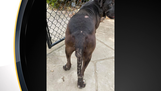 sutersville-abandoned-dogs-injuries 