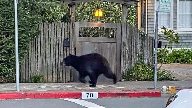 Bear Departs San Anselmo Neighborhood 
