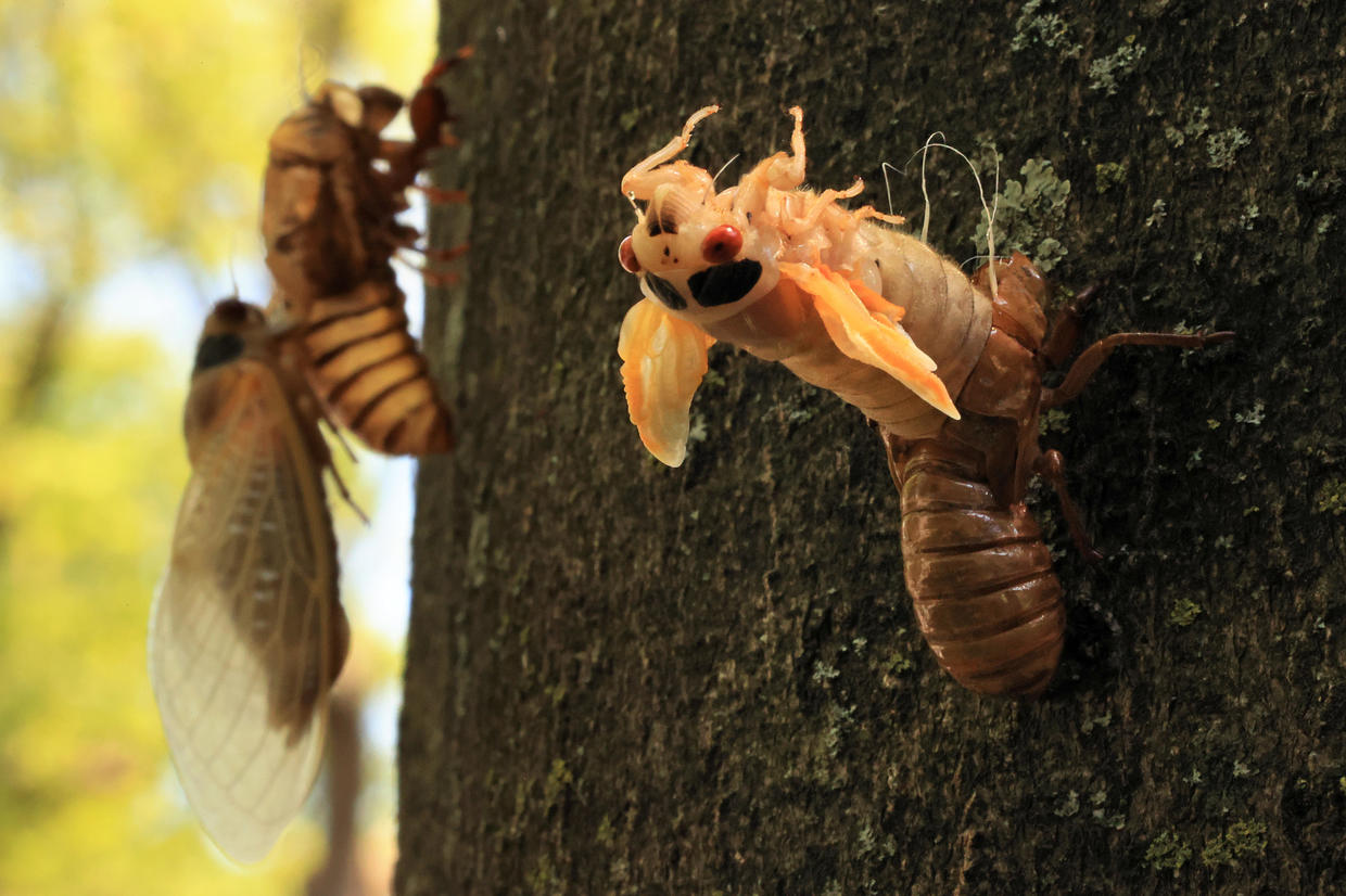 Brood X cicadas emerge after 17 years to swarm the Northeast (Warning