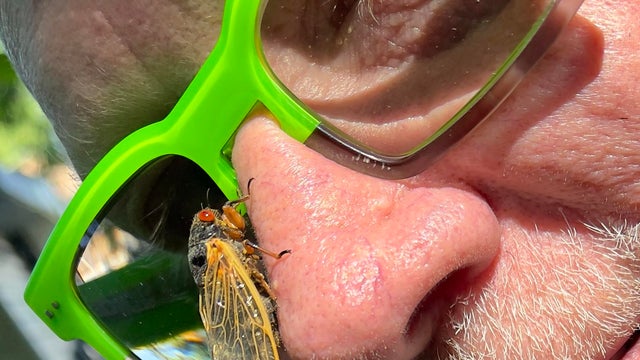 Brood x cicada Baltimore 