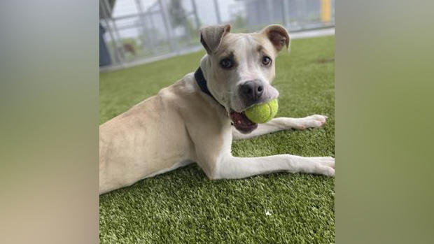 Adoptable dog in Fort Worth 