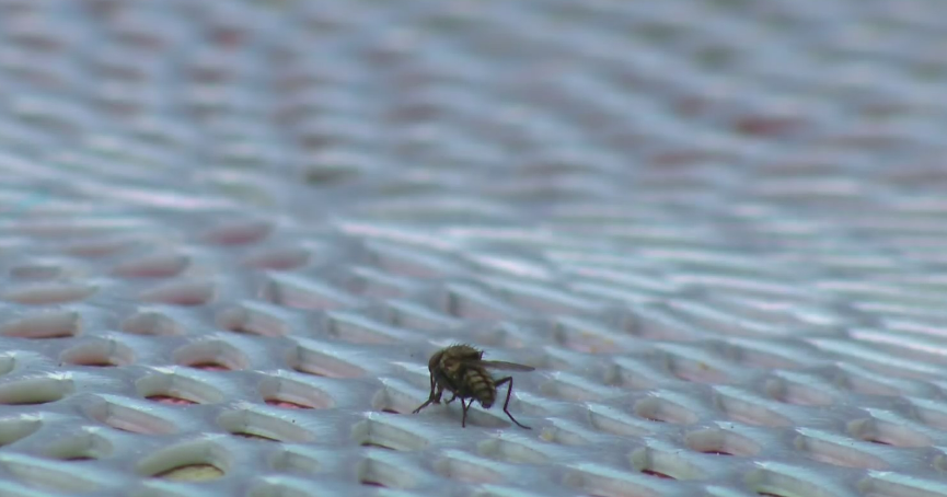 Flies, Flies Everywhere! What's With The Winged Invasion In Chicago? An ...
