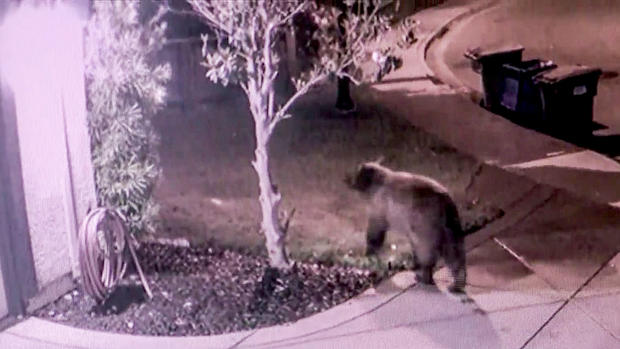 Bear Strolls Through Oakley Residential Neighborhood 