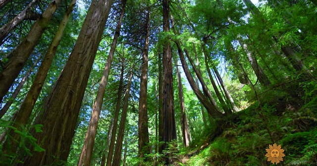 Nature Muir Woods National Monument CBS News