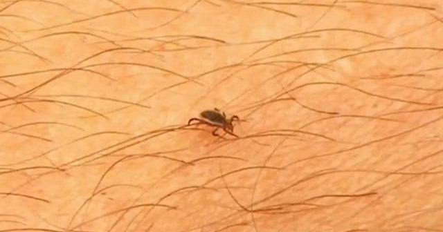 Rising tick population prompts Lyme disease warning in California