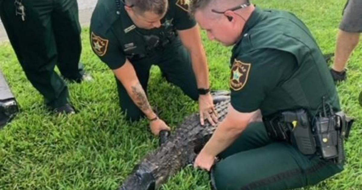 Large alligator attacks woman shielding her dog at lake in ...
