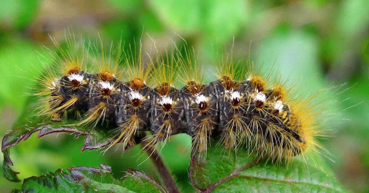 An invasive species of caterpillar is taking over Maine, causing residents to break out in painful rashes