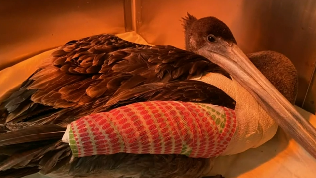 pelicans-attacked-orange-county-02.png