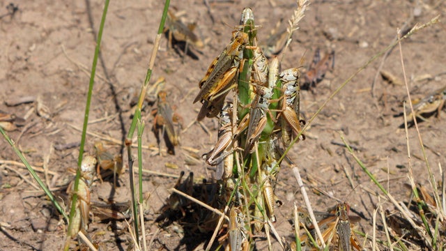 Western Drought-Voracious Grasshoppers