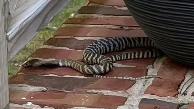 Venomous Spitting Cobra on the Loose in Raleigh, North Carolina, Neighborhood