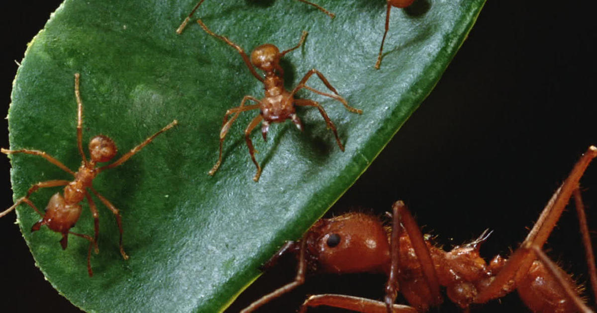 What can ants teach us?