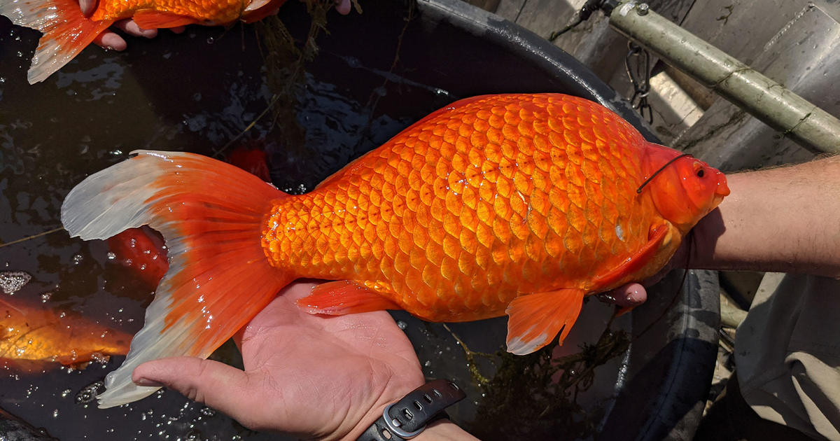 Giant, invasive goldfish are taking over lakes and ponds around the country. One Minnesota county pulled out 100,000 last year.