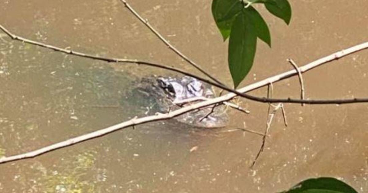 Man attacked by alligator after falling off bike and landing in Florida stream