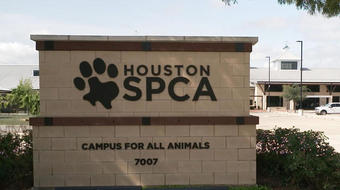 National animal welfare nonprofit ASPCA faces spending criticism 