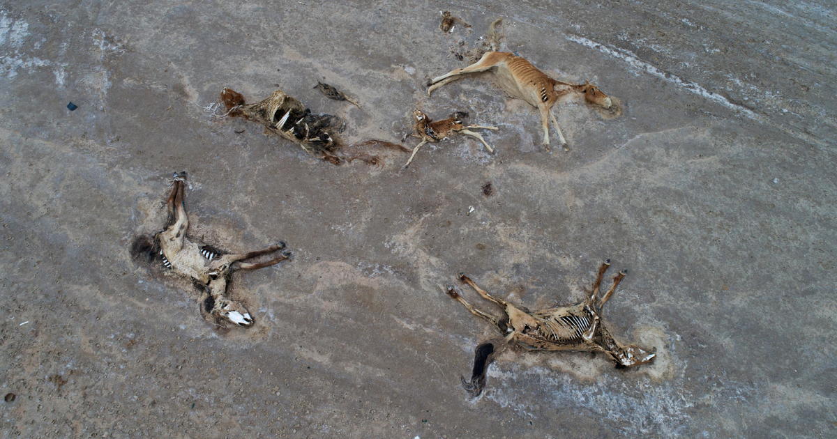 Severe drought and heat turns arid area in Kazakhstan into grave for horses