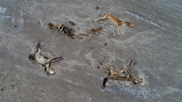 Severe drought causing livestock starvation affects herders in Kazakh province 