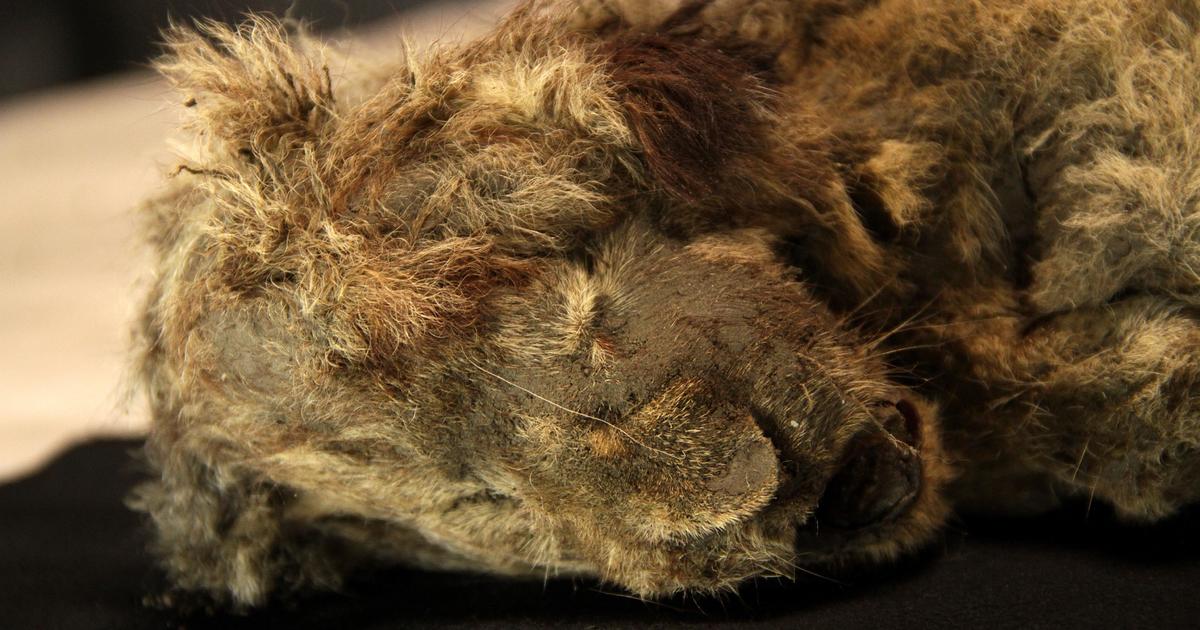 Two of the most well-preserved Ice Age lion cubs discovered in Siberian permafrost