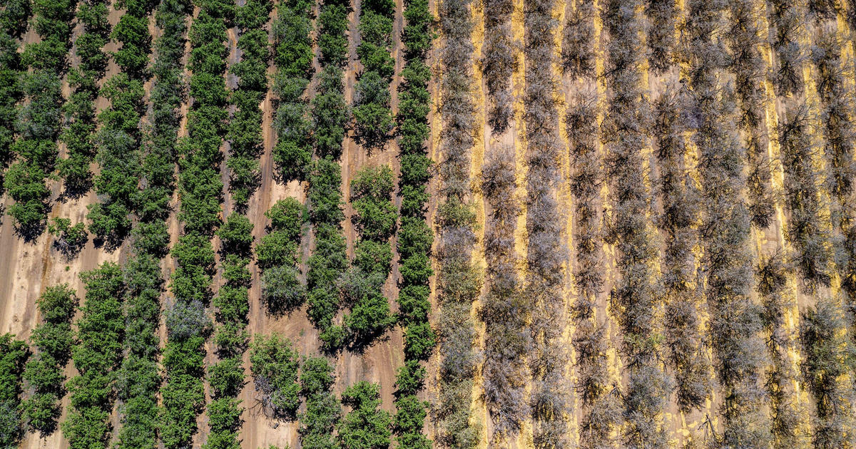 Historic drought could torch California's $6 billion almond industry