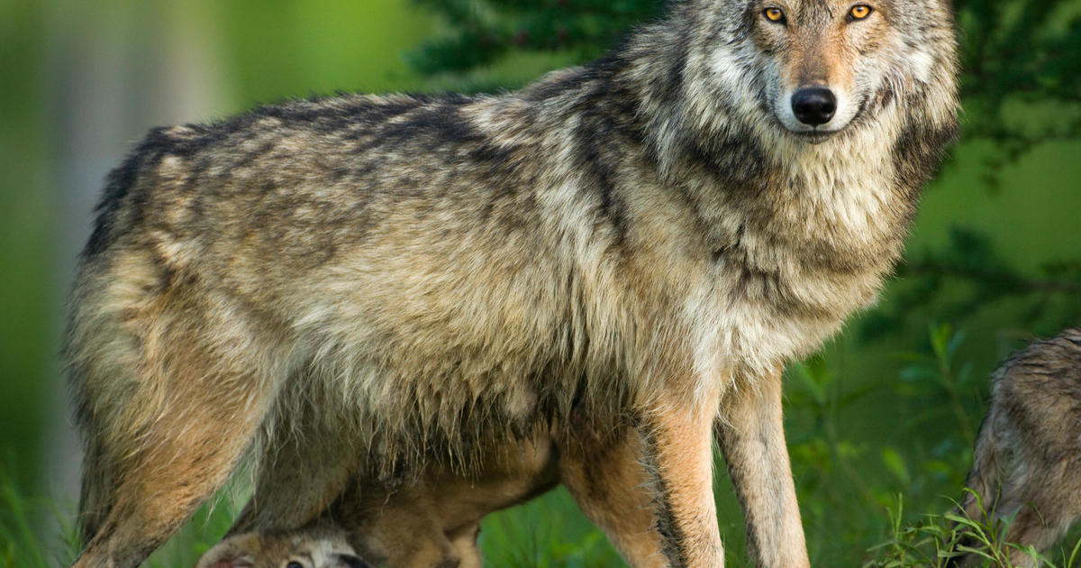 Biden administration backs end to gray wolf hunting protections, despite concerns from activists