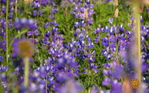 Nature: Wildflower meadows 