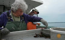 A 101-year-old lobster lady 