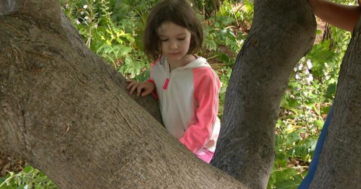 Girl 4 Finds Colonies Of Rare Stingless Bees In California Neighborhood Cbs News