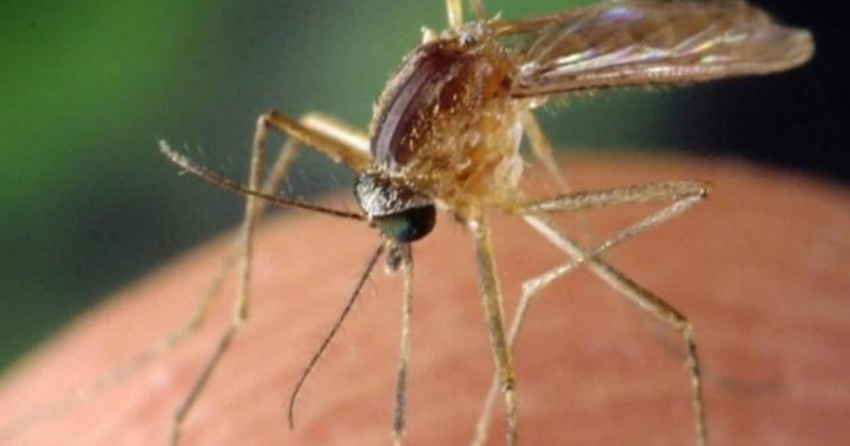 Mosquitoes test positive for rare, potentially deadly virus in Connecticut