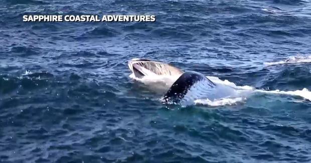 humpback-whale-bermagui-megapod.jpg 