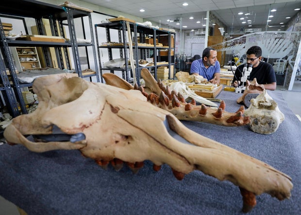 Researchers at El Mansoura university work on renovating the 43 million-year-old fossil of a previously unknown amphibious whale called