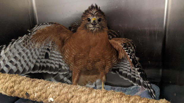 Hawk rescue in Salinas 