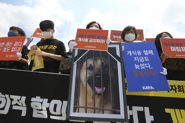 South Korea Dog Meat Day 