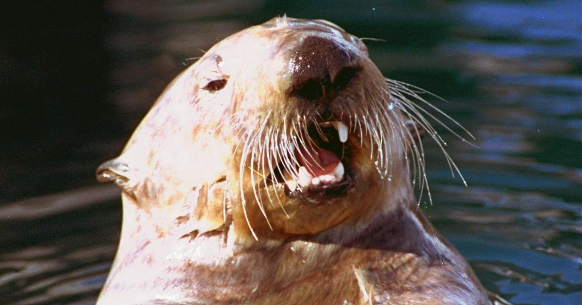 Otters are mysteriously attacking people and dogs in Alaska's largest city: "Unusual behaviors"