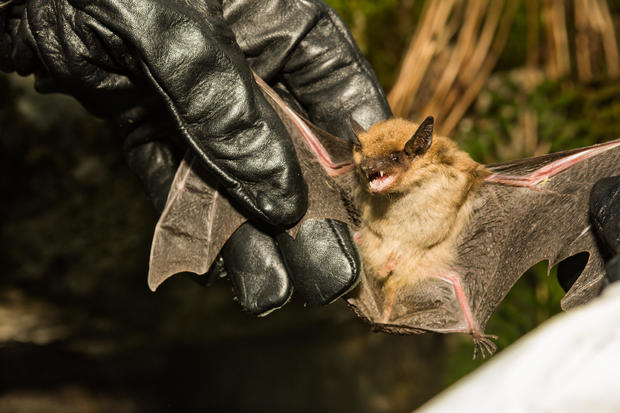 Big Brown Bat 